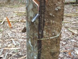 Petani karet gunung katun tanjungan keluhkan maraknya pencurian CL karet
