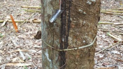 Petani karet gunung katun tanjungan keluhkan maraknya pencurian CL karet